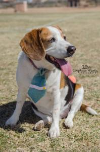 Teddy! One of the most terrific 7 year old beagle boy's on earth. 