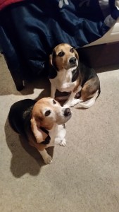 LOLA & DOUG! 4 YEAR OLD BONDED BEAGLE PAIR.